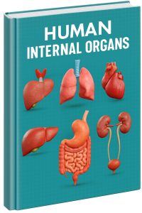 HUMAN INTERNAL ORGANS